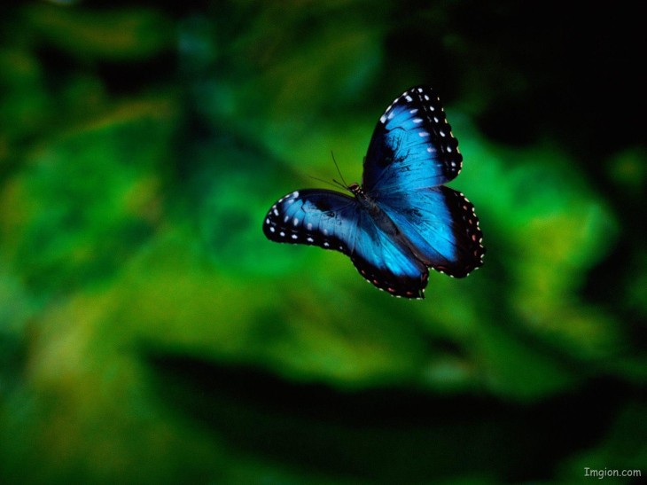 Flying-Butterfly-
